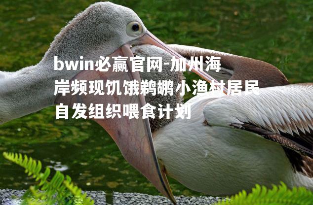 加州海岸频现饥饿鹈鹕小渔村居民自发组织喂食计划
